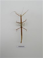 藏品(長翅目、螳螂目、脩目)的圖片